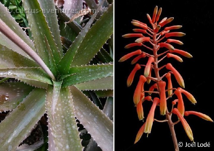 Aloe petrophila cf. P1090645
